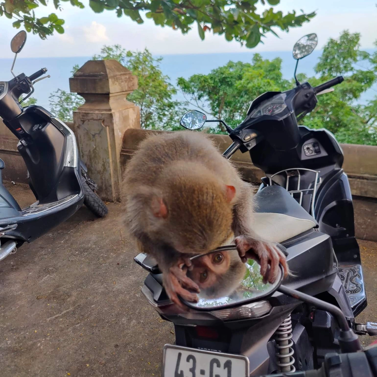 Monkey staring into mirror